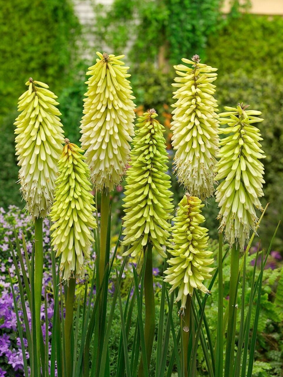 Soğuğa Dayanıklı Kniphofia Ice Queen Fener Meşale Çiçeği Zambağı Soğanı (1 adet)