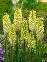 Soğuğa Dayanıklı Kniphofia Ice Queen Fener Meşale Çiçeği Zambağı Soğanı (1 adet)