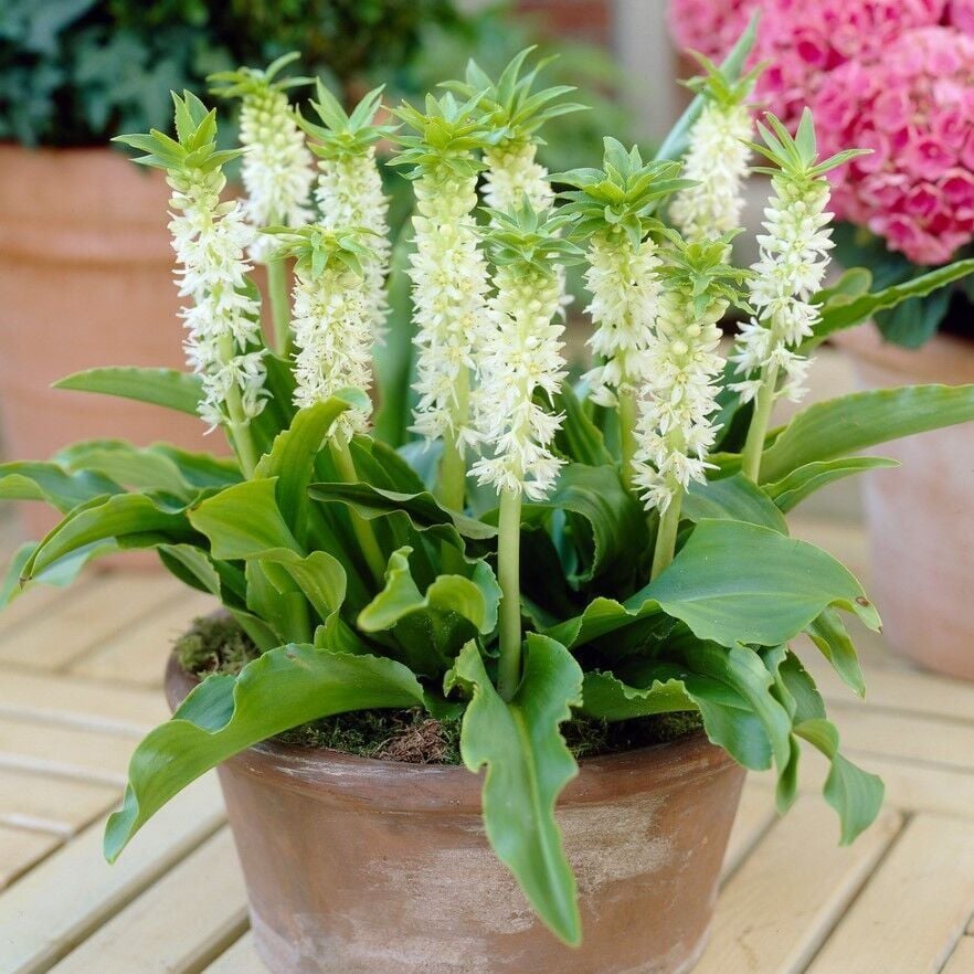 Soğuğa Dayanıklı Eucomis Autumnalis Beyaz Ananas Çiçeği Zambağı Soğanı (1 adet)