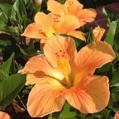 Tropaeolum Single Apricot Latin Çiçeği Tohumu (10 adet)