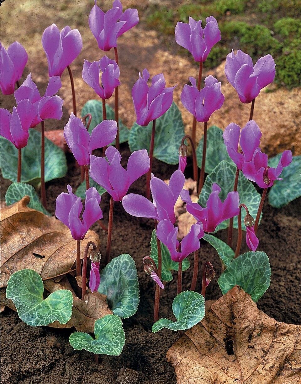 Dağ Sıklameni Cilicum Cyclamen Soğuğa ve Kuraklığa Dayanıklı Sıklamen Çiçeği Soğanı (1 adet)