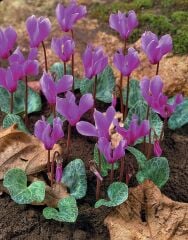 Dağ Sıklameni Cilicum Cyclamen Soğuğa ve Kuraklığa Dayanıklı Sıklamen Çiçeği Soğanı (1 adet)