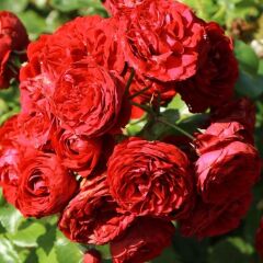 Tüplü Katmerli Kordes Rotkappchen Yediveren Kırmızı Gül Fidanı