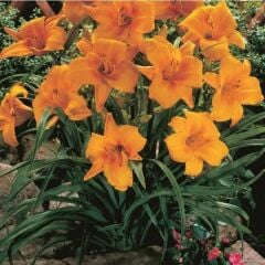 Soğuğa Dayanıklı Chicago Sunrise Hemerocallis Gün Güzeli Çiçeği Soğanı (1 adet)