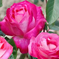 Tüplü Aşılı Rose Dot Pembe Beyaz Yediveren Kokulu Gül Fidanı