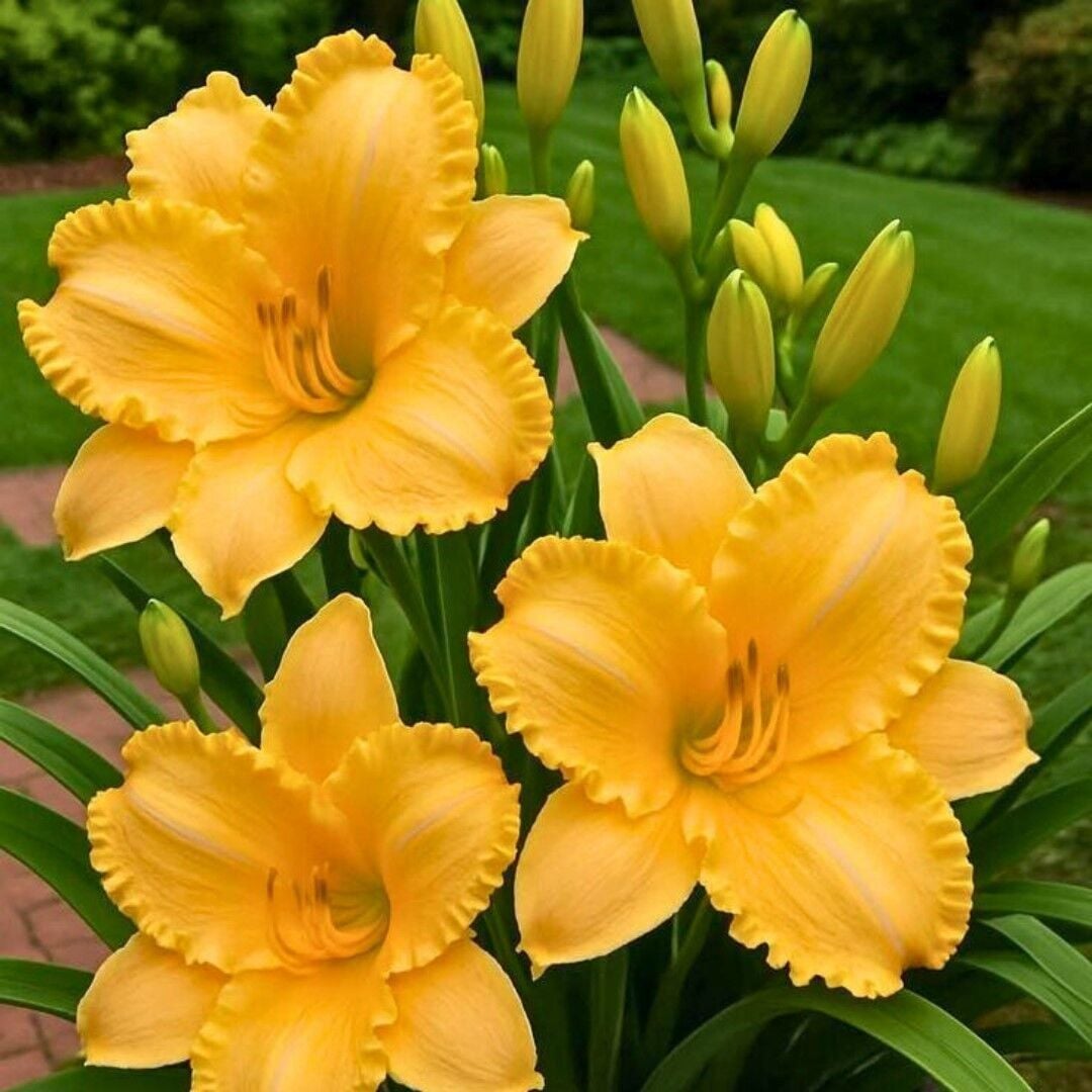 Soğuğa Dayanıklı Aten Hemerocallis Gün Güzeli Çiçeği Soğanı (1 adet)