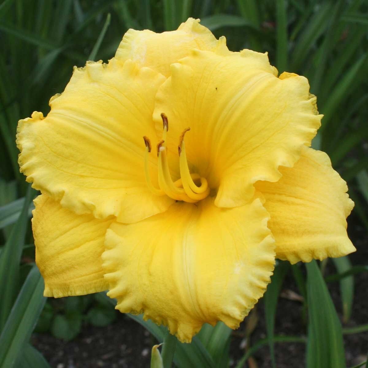 Soğuğa Dayanıklı Atlanta Elegant Hemerocallis Gün Güzeli Çiçeği Soğanı (1 adet)
