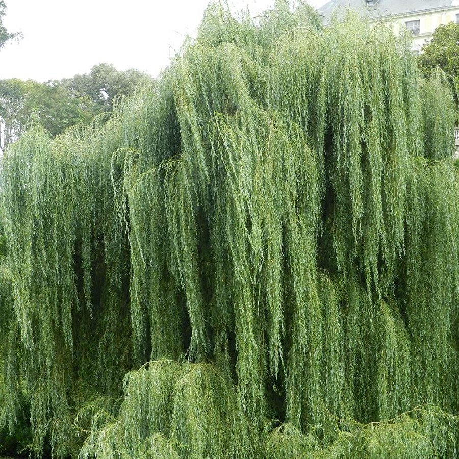 Tüplü Salkım Söğüt Ağacı (Salix Babylonica) Fidanı (150-200 cm)