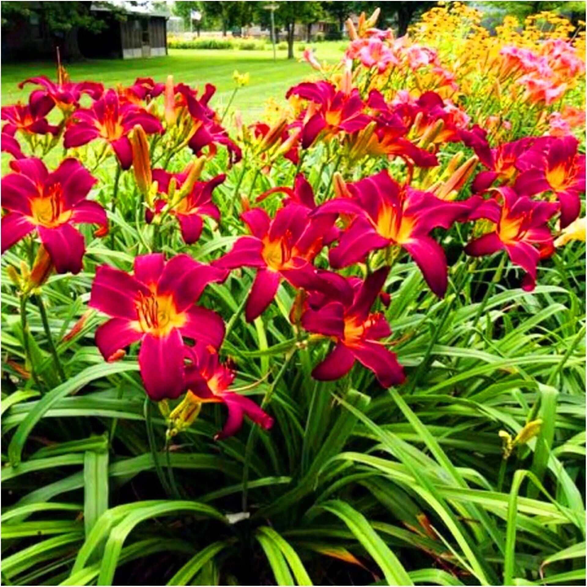 Soğuğa Dayanıklı Crown Fire Hemerocallis Gün Güzeli Çiçeği Soğanı (1 adet)