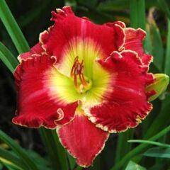 Soğuğa Dayanıklı Crown Fire Hemerocallis Gün Güzeli Çiçeği Soğanı (1 adet)