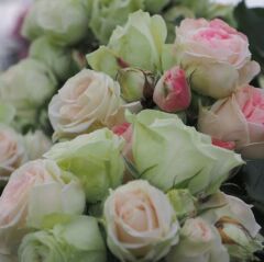 Tüplü Koleksiyonluk Goncalı Aşılı Patricia Yediveren Gül Fidanı