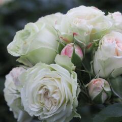 Tüplü Koleksiyonluk Goncalı Aşılı Patricia Yediveren Gül Fidanı