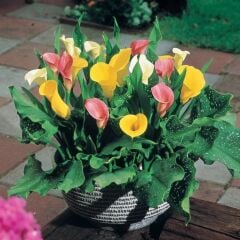 Crystal Blysh Calla Gala Çiçeği Soğanı (3 Adet Soğan)