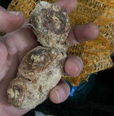 Crystal Blysh Calla Gala Çiçeği Soğanı (1 Adet Soğan)