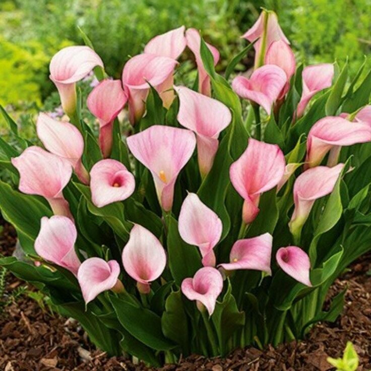 Strawberry Blush Calla Gala Çiçeği Soğanı (1 Adet Soğan)