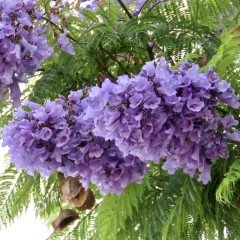 Tüplü Kokulu Jacaranda Ağacı (Jakaranda) Fidanı