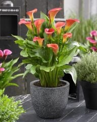 Bloody Mary Calla Gala Çiçeği Soğanı (1 Adet Soğan)