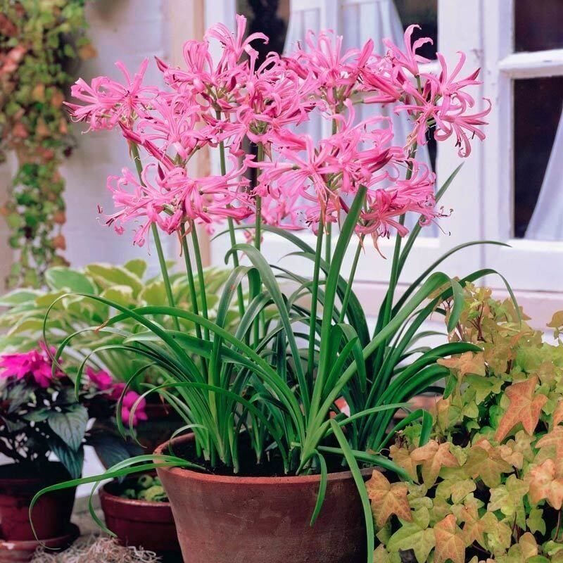 Soğuğa Dayanıklı Bowdenii Isabel Nerine Narin Çiçeği Soğanı (1 adet)