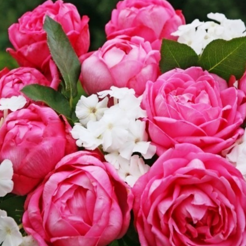 Tüplü Kordes Mon Petit Chou Yediveren Kokulu Gül Fidanı