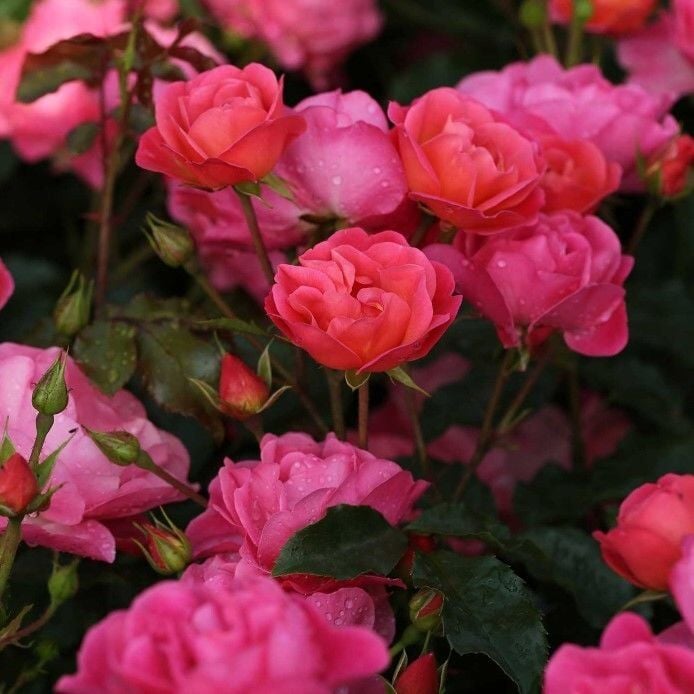 Tüplü Multi Goncalı Kordes Maxi Vita Yediveren Gül Fidanı Yer Örtücü Güller