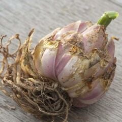 Nadir Büyük Çiçekli Zentesi Beyaz Çiçekli Çiçekli Kokulu Lilium Zambak Soğanı (1 adet )