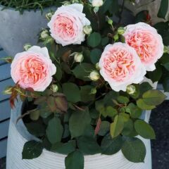 Tüplü Koleksiyonluk Hyrid Tea Katmerli Marchenzauber Yediveren Gül Fidanı