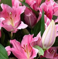 Nadir Büyük Çiçekli Praiano Pembe Çiçekli Çiçekli Kokulu Lilium Zambak Soğanı (1 adet )