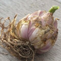 Nadir Büyük Çiçekli Praiano Pembe Çiçekli Çiçekli Kokulu Lilium Zambak Soğanı (1 adet )