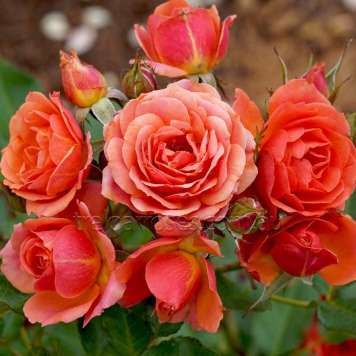 Tüplü Kordes Yediveren Mandarin Goncalı Gül Fidanı