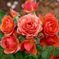 Tüplü Kordes Yediveren Mandarin Goncalı Gül Fidanı