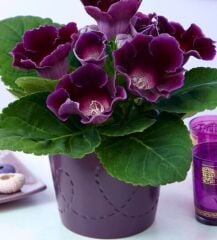 Hollywood Gloxinia Gloksinya Bardak Menekşesi Çiçeği Soğanı (1 adet )