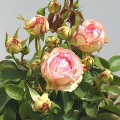 Tüplü Aşılı Yediveren Lovely Antike Freelander Gül Fidan