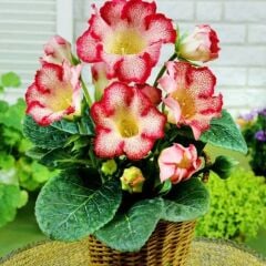 Tigrina Red Gloxinia Gloksinya Bardak Menekşesi Çiçeği Soğanı (1 adet )