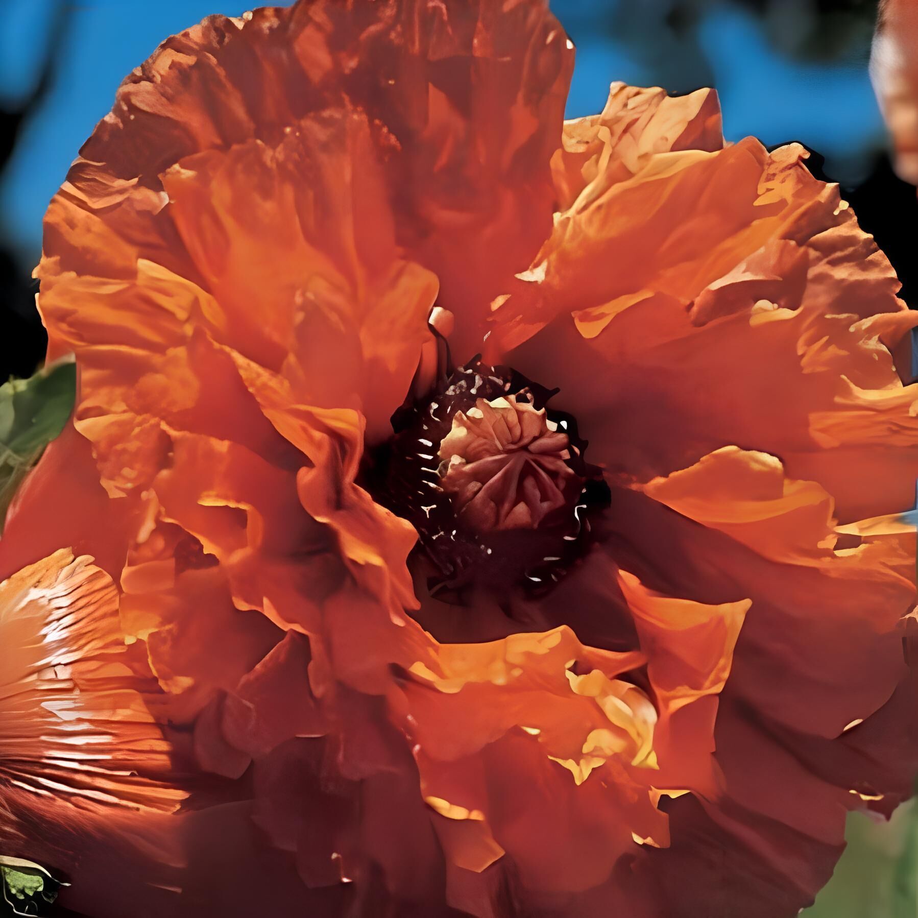 Indian Chief Papaver Büyük Kafa Nadir Gelincik Çiçeği Soğanı (1 adet)