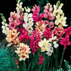 Kuraklığa Dayanıklı Mısır Zambağı Gelin Soğanı Çiçeği Mixed Ixia Çiçeği Soğanı (1000 Adet)