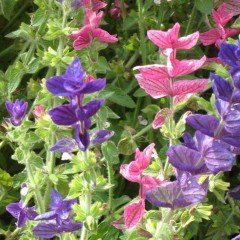 Salvia Horminum Karışık Renkli Adaçayı Çiçeği Tohumu (350 tohum)