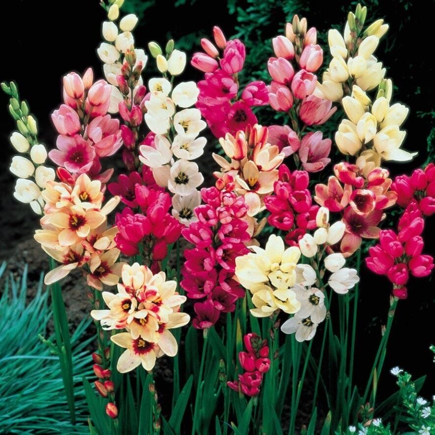 Kuraklığa Dayanıklı Mısır Zambağı Gelin Soğanı Çiçeği Mixed Ixia Çiçeği Soğanı (100 Adet)