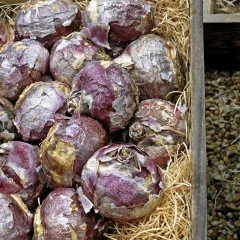 Purple Sensation Mor Renkli Kokulu İthal Sümbül Soğanı (3 Adet)