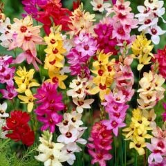 Kuraklığa Dayanıklı Mısır Zambağı Gelin Soğanı Çiçeği Mixed Ixia Çiçeği Soğanı (10 Adet)