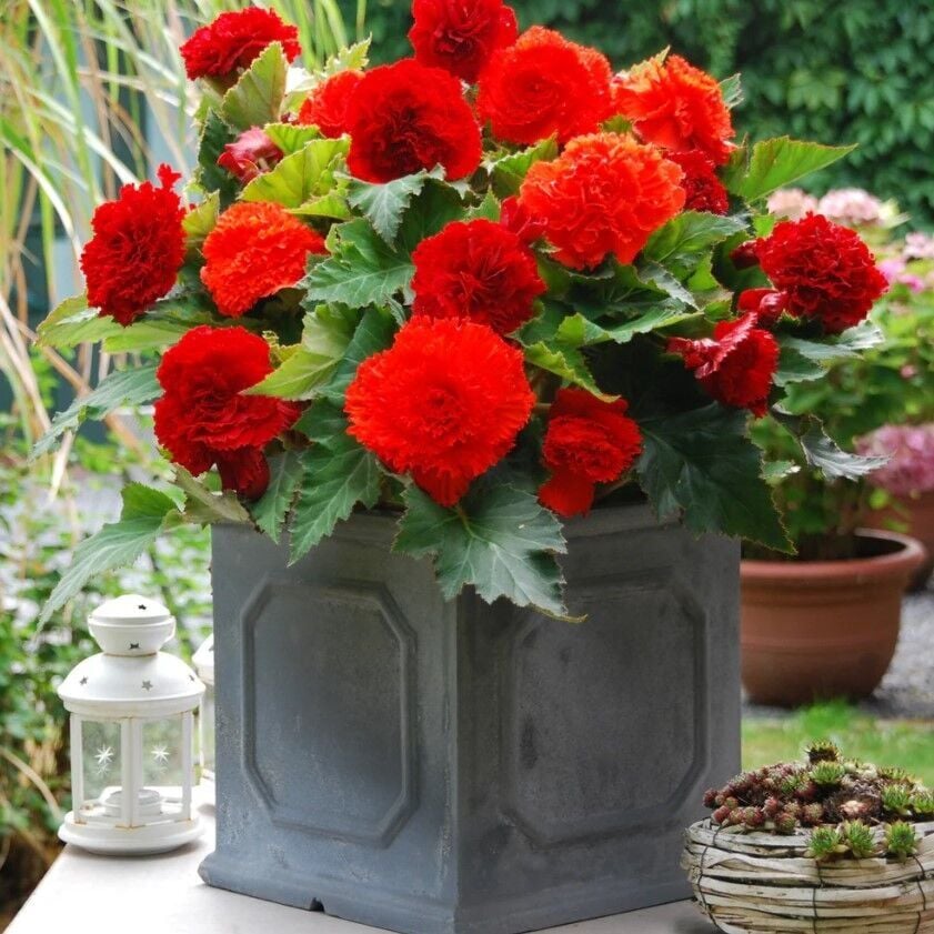 Büyük Çiçekli Geniş Yaprak Fimbriata Red Begonya Çiçeği Soğanı (1 adet)