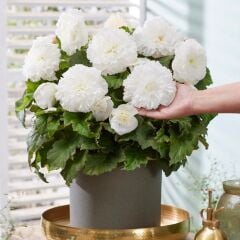 Büyük Çiçekli Geniş Yaprak Double White Begonya Çiçeği Soğanı (1 adet)