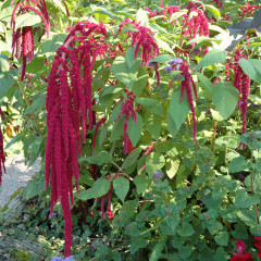 Sarkan Kırmızı Renkli Amaranthus (Horoz İbiği) Çiçeği Tohumu (150 tohum)