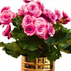 Büyük Çiçekli Katmerli Geniş Yaprak Camela Pink Begonya Çiçeği Soğanı (1 adet)