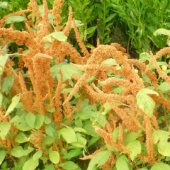 Biscuits Horoz İbiği Amaranthus Çiçeği Tohumu (20 tohum)