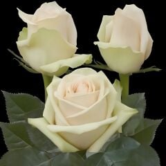 Tüplü Alman Laperla Yediveren Kokulu Gül Fidanı