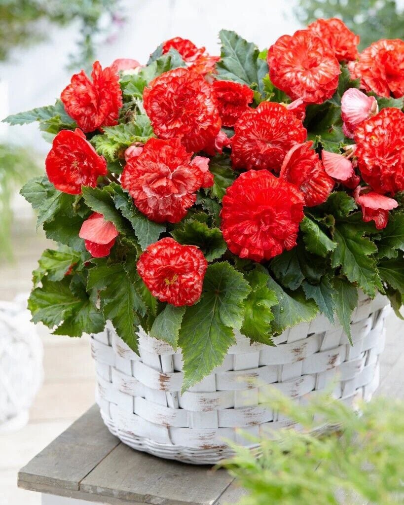 Büyük Çiçekli Katmerli Geniş Yaprak Marmorata Begonya Çiçeği Soğanı (1 adet)