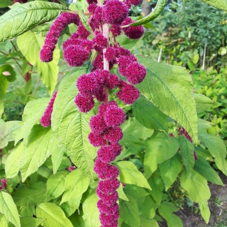 Kırmızı Renkli Splendor Amaranthus (Horoz İbiği) Çiçeği Tohumu (50 tohum)