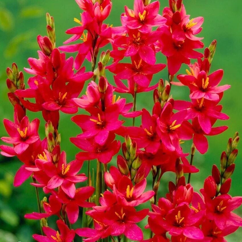 Kuraklığa ve Dona Dayanıklı Mısır Zambağı Gelin Soğanı Çiçeği Venus Ixia Çiçeği Soğanı (10 Adet)