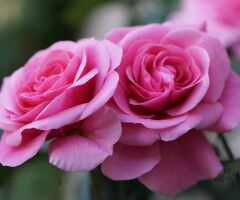 Tüplü Yediveren Parfüme Yoğun Kokulu Katya Gül Fidanı