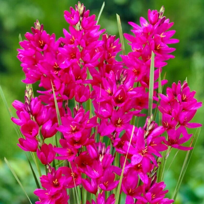 Kuraklığa ve Dona Dayanıklı Mısır Zambağı Gelin Soğanı Çiçeği Mabel Ixia Çiçeği Soğanı (10 Adet)